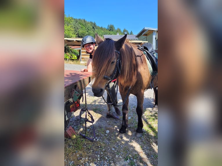 Islandpferd Mix Stute 25 Jahre 145 cm Brauner in Dallgow-D&#xF6;beritz