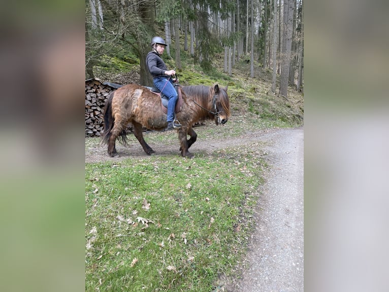 Islandpferd Mix Stute 25 Jahre 145 cm Brauner in Dallgow-D&#xF6;beritz