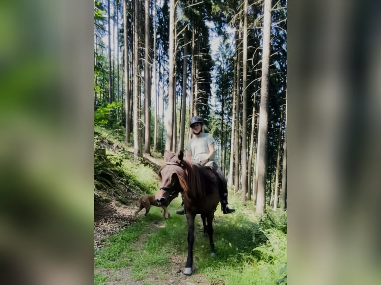 Islandpferd Mix Stute 25 Jahre 145 cm Brauner in Dallgow-D&#xF6;beritz