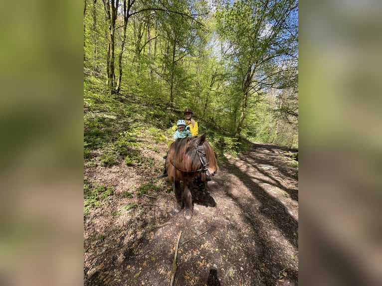 Islandpferd Mix Stute 25 Jahre 145 cm Brauner in Dallgow-D&#xF6;beritz