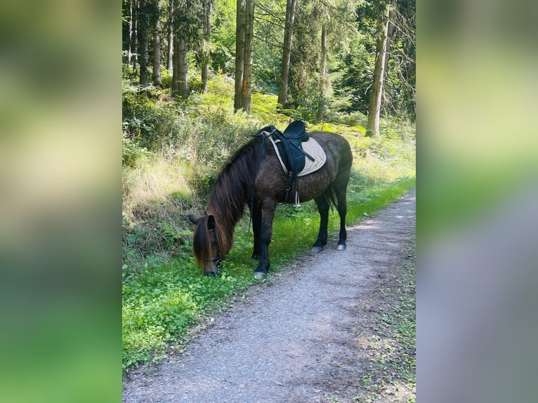 Islandpferd Mix Stute 25 Jahre 145 cm Brauner in Dallgow-D&#xF6;beritz