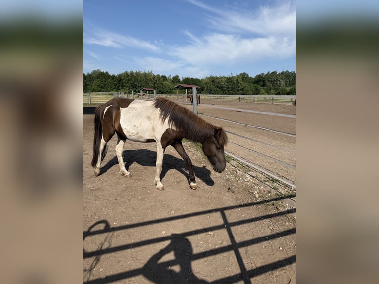 Islandpferd Stute 2 Jahre 129 cm Schecke in Nienhagen
