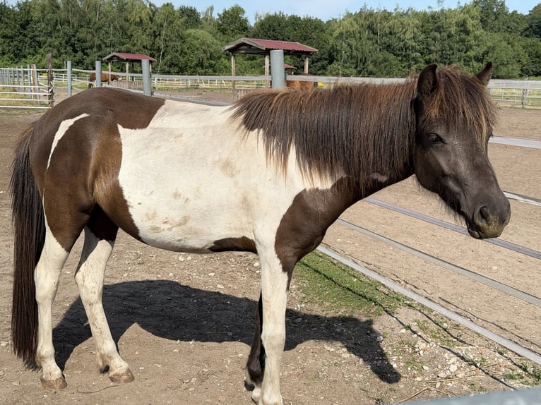 Islandpferd Stute 2 Jahre 129 cm Schecke in Nienhagen