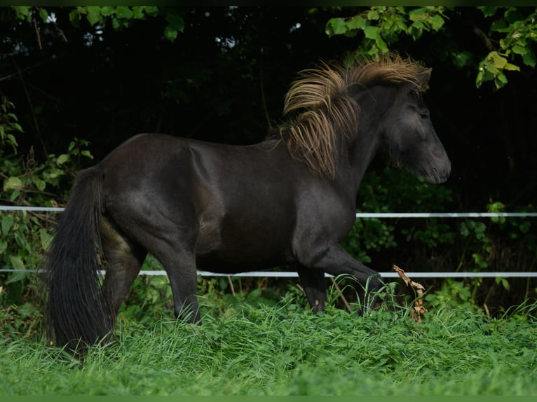 Islandpferd Stute 2 Jahre 130 cm Rappe in Wrohm