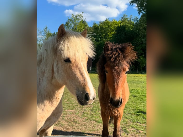 Islandpferd Stute 2 Jahre 135 cm Cremello in Lingen