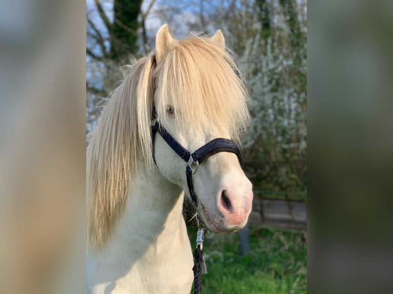 Islandpferd Stute 2 Jahre 135 cm Cremello in Lingen