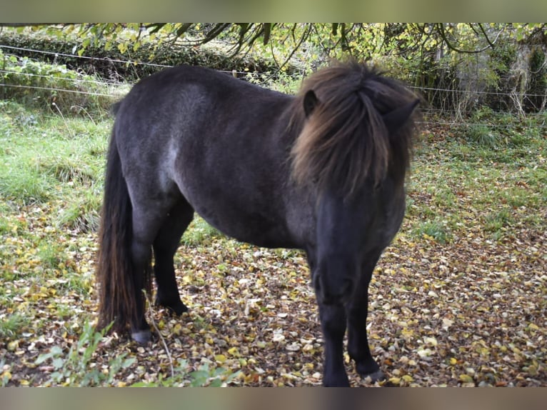 Islandpferd Stute 2 Jahre 135 cm Roan-Bay in Osterby