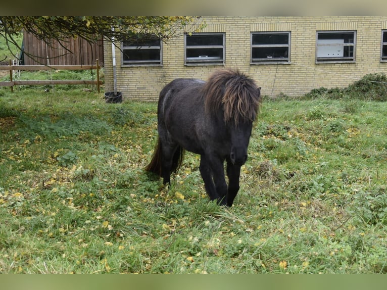 Islandpferd Stute 2 Jahre 135 cm Roan-Bay in Osterby