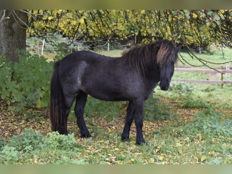 Islandpferd Stute 2 Jahre 135 cm Roan-Bay in Osterby