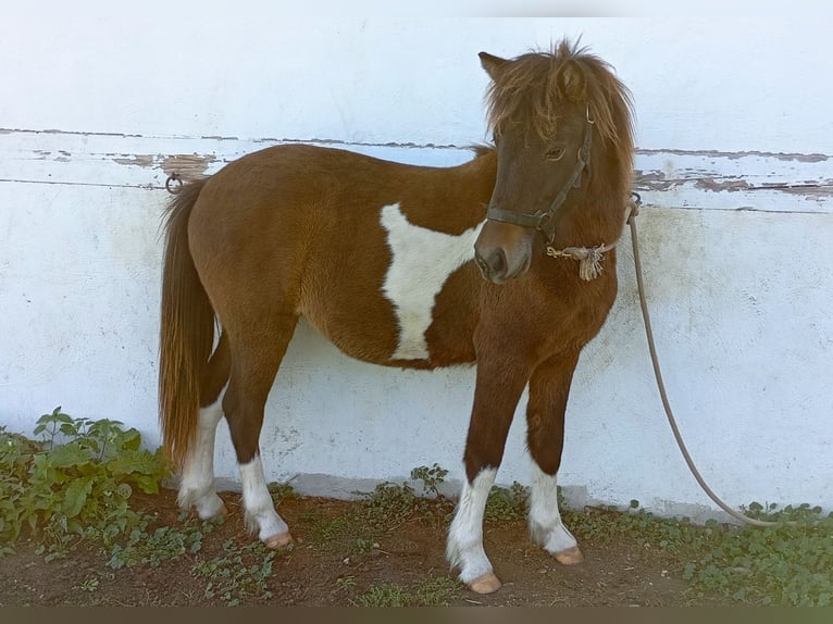 Islandpferd Stute 2 Jahre 135 cm Schecke in Wang