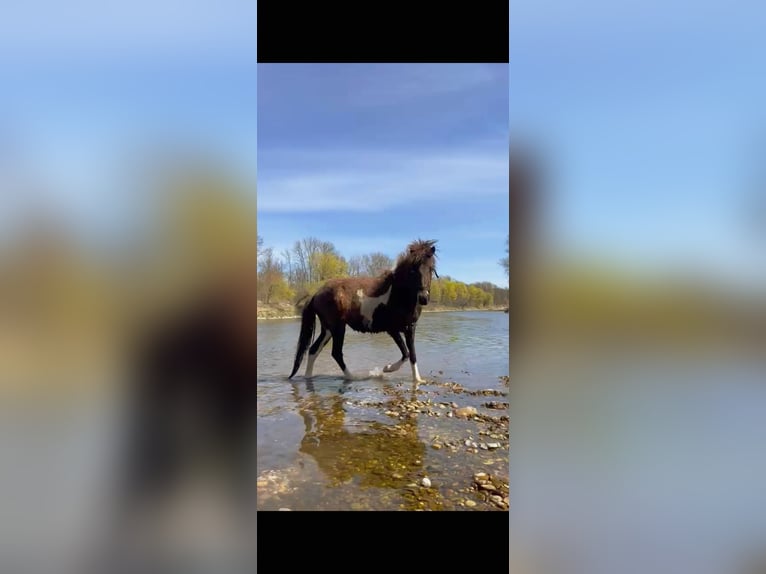Islandpferd Stute 2 Jahre 135 cm Schecke in Wang