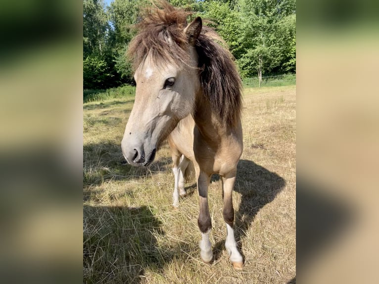 Islandpferd Stute 2 Jahre 138 cm Buckskin in Uetze