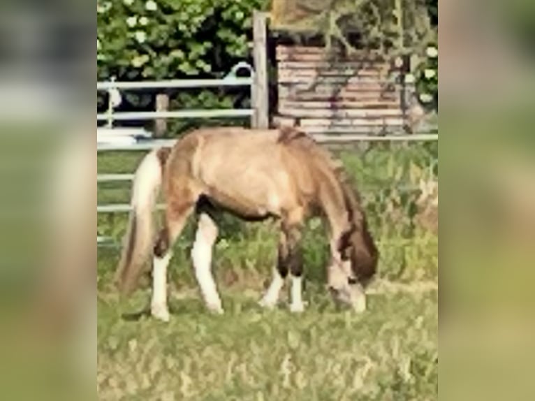 Islandpferd Stute 2 Jahre 138 cm Buckskin in Uetze