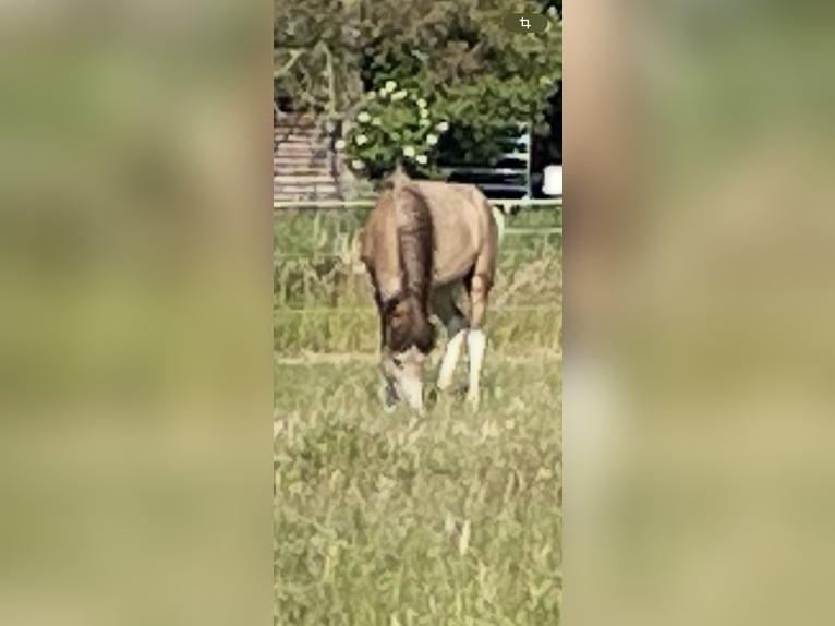 Islandpferd Stute 2 Jahre 138 cm Buckskin in Uetze