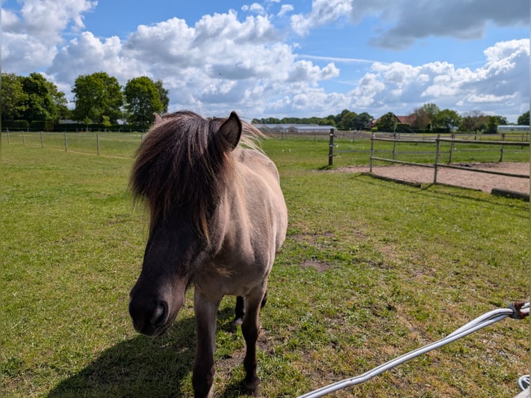 Islandpferd Stute 2 Jahre 138 cm Falbe in Geldern