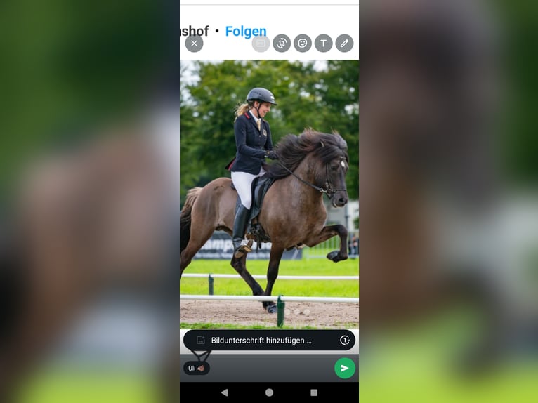 Islandpferd Stute 2 Jahre 138 cm Falbe in Geldern