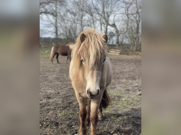 Islandpferd Stute 2 Jahre 138 cm  in Blunk