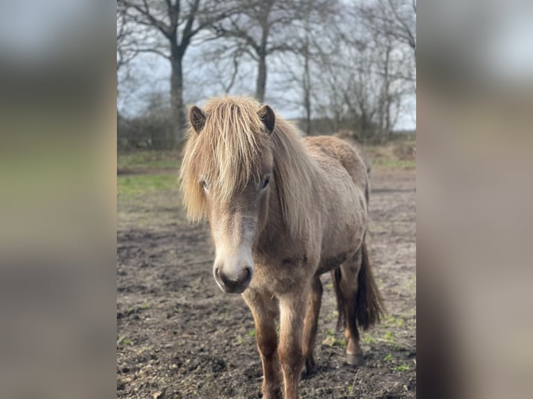 Islandpferd Stute 2 Jahre 138 cm  in Blunk