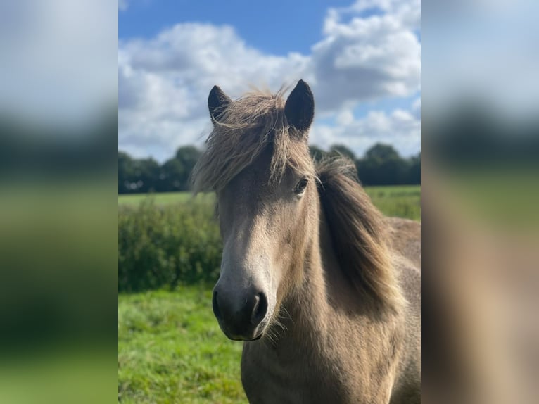 Islandpferd Stute 2 Jahre 138 cm  in Blunk
