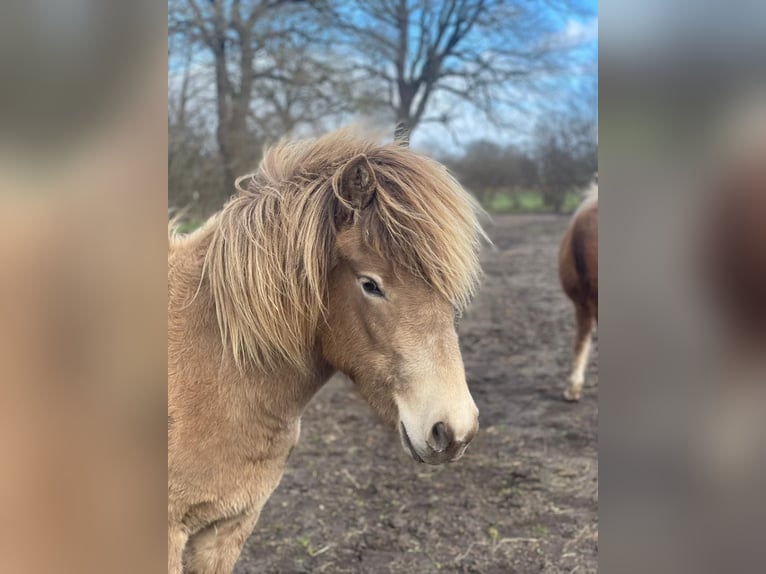 Islandpferd Stute 2 Jahre 138 cm  in Blunk