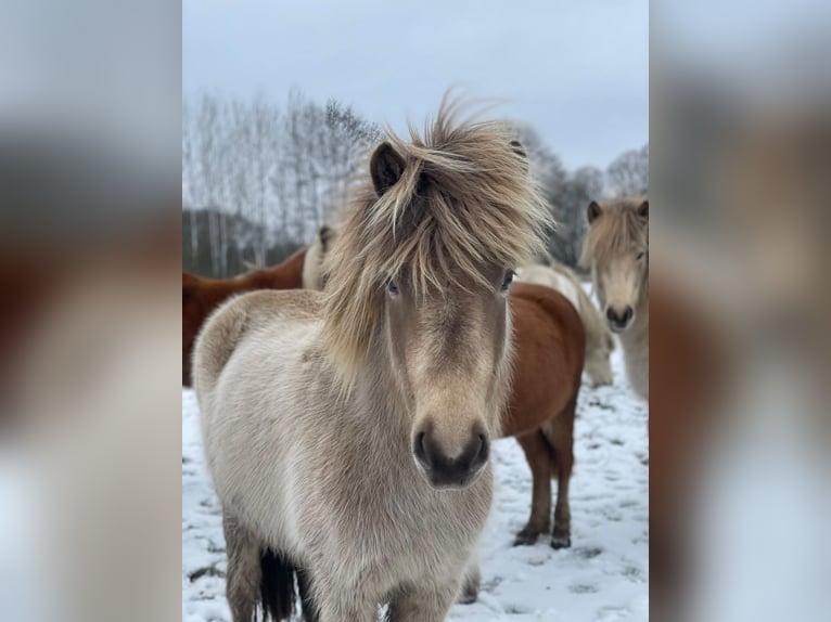 Islandpferd Stute 2 Jahre 138 cm  in Blunk