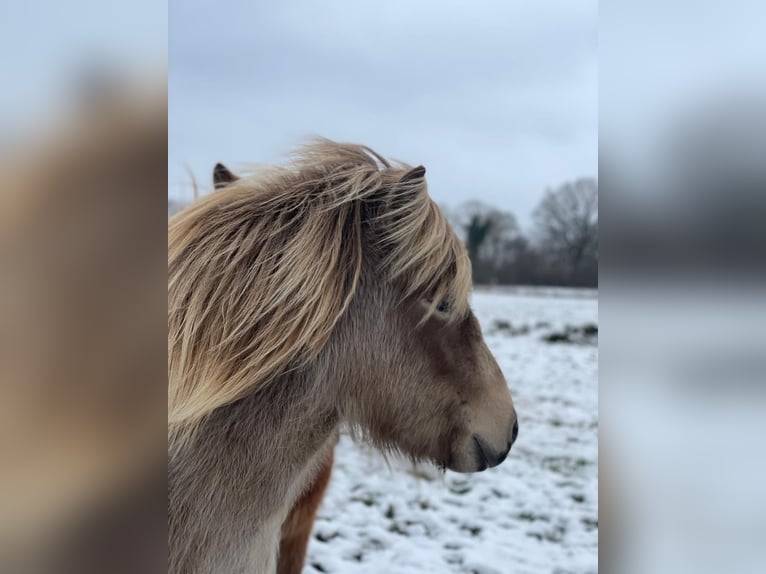 Islandpferd Stute 2 Jahre 138 cm  in Blunk