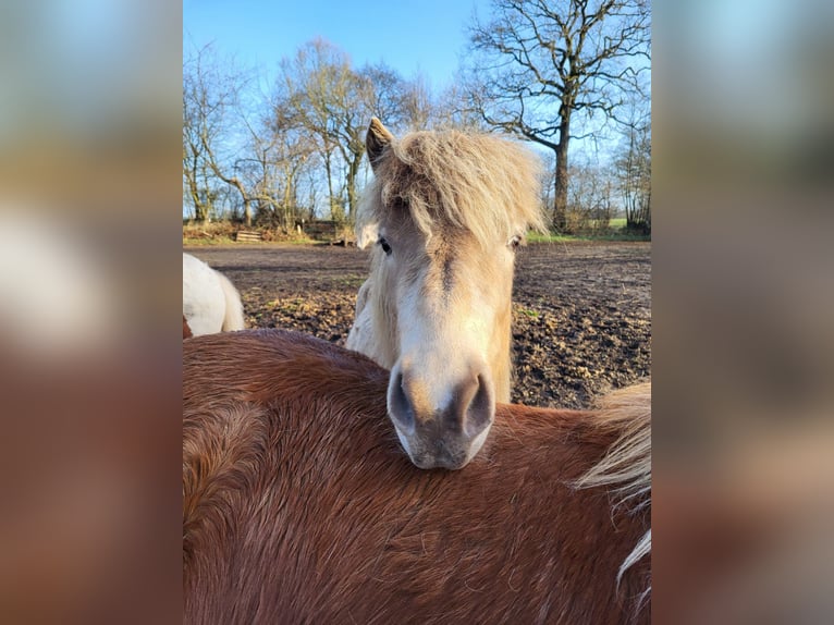 Islandpferd Stute 2 Jahre 138 cm  in Blunk