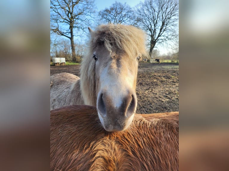 Islandpferd Stute 2 Jahre 138 cm  in Blunk