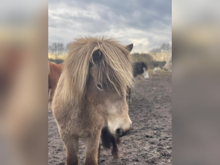 Islandpferd Stute 2 Jahre 138 cm  in Blunk