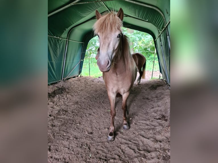 Islandpferd Stute 2 Jahre 138 cm  in Blunk