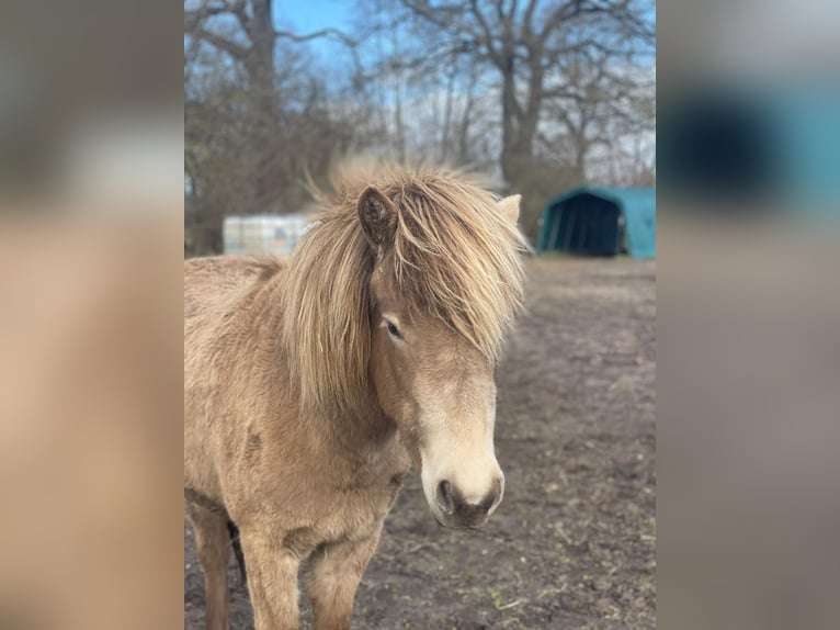 Islandpferd Stute 2 Jahre 138 cm  in Blunk