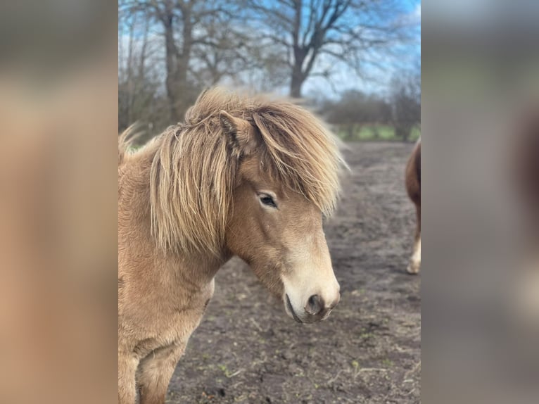 Islandpferd Stute 2 Jahre 138 cm  in Blunk