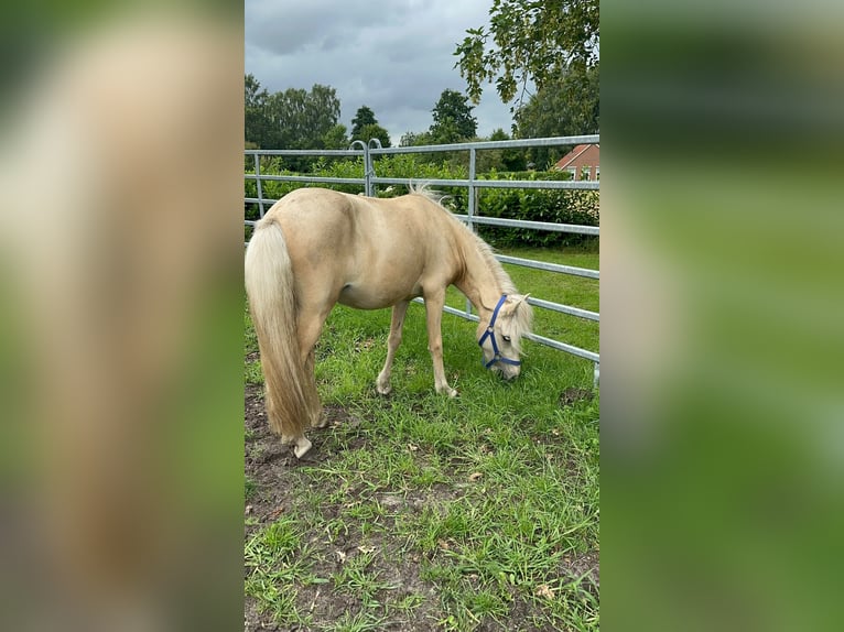Islandpferd Stute 2 Jahre 139 cm Palomino in Winschoten