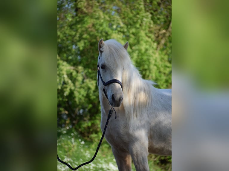 Islandpferd Stute 2 Jahre 139 cm in Blunk