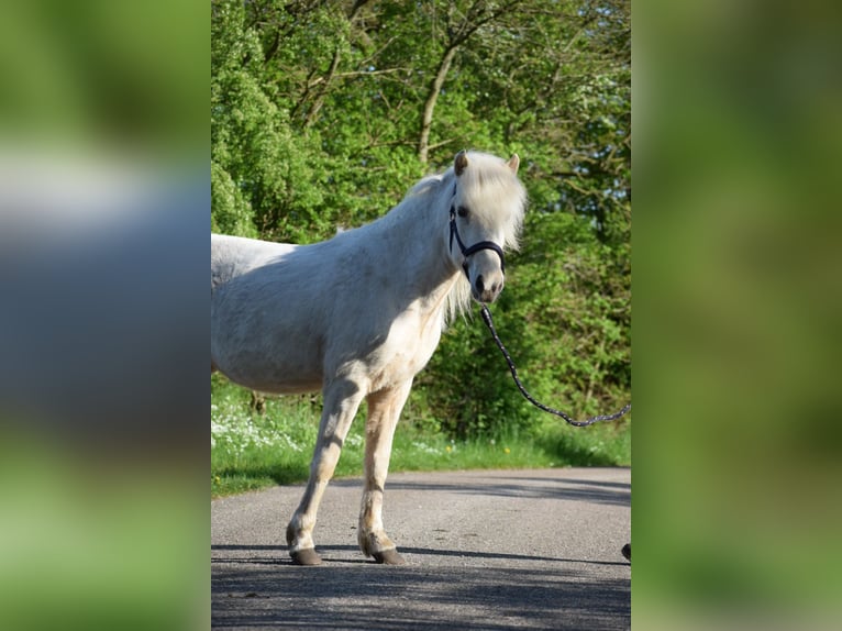 Islandpferd Stute 2 Jahre 139 cm in Blunk