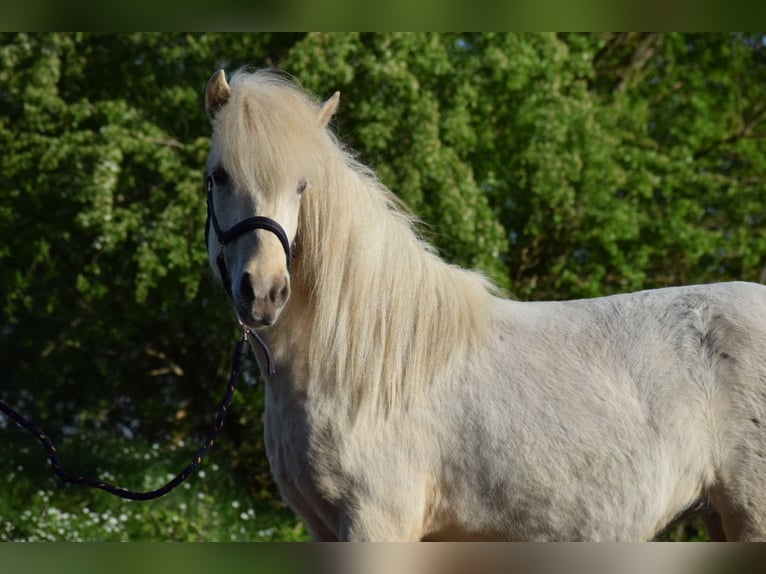 Islandpferd Stute 2 Jahre 139 cm in Blunk