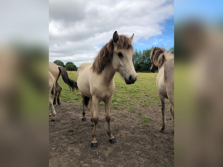 Islandpferd Stute 2 Jahre 140 cm Buckskin in K&#xF6;hnHohenfelde bei Kiel