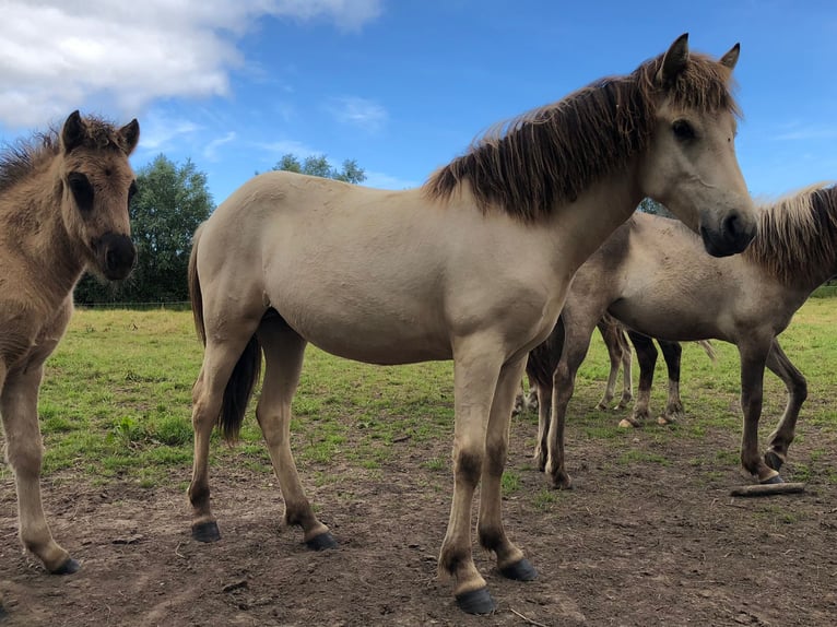 Islandpferd Stute 2 Jahre 140 cm Buckskin in K&#xF6;hnHohenfelde bei Kiel