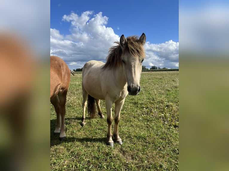 Islandpferd Stute 2 Jahre 140 cm Buckskin in K&#xF6;hnHohenfelde bei Kiel
