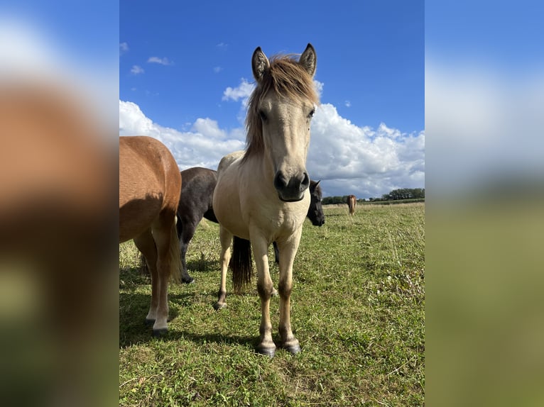 Islandpferd Stute 2 Jahre 140 cm Buckskin in K&#xF6;hnHohenfelde bei Kiel