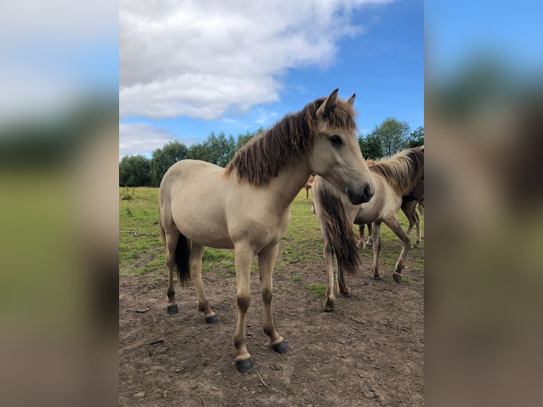 Islandpferd Stute 2 Jahre 140 cm Buckskin in K&#xF6;hnHohenfelde bei Kiel