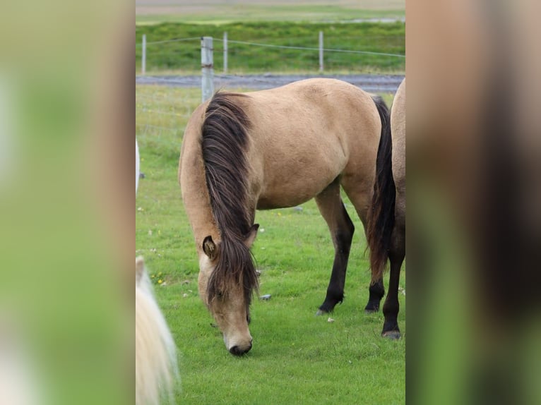Islandpferd Stute 2 Jahre 140 cm Buckskin in B&#xFC;ren