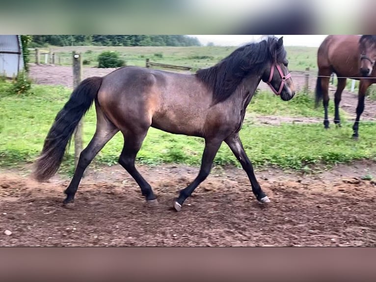 Islandpferd Stute 2 Jahre 140 cm Dunkelbrauner in Harlev