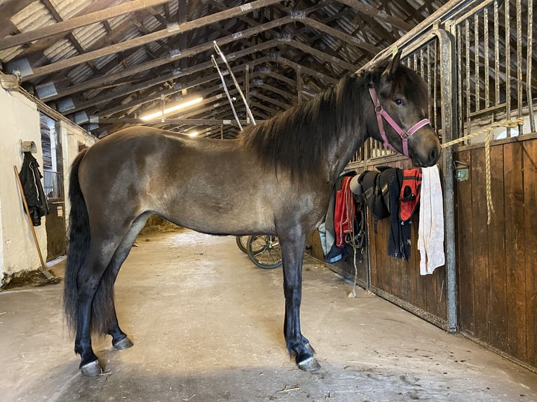 Islandpferd Stute 2 Jahre 140 cm Dunkelbrauner in Harlev