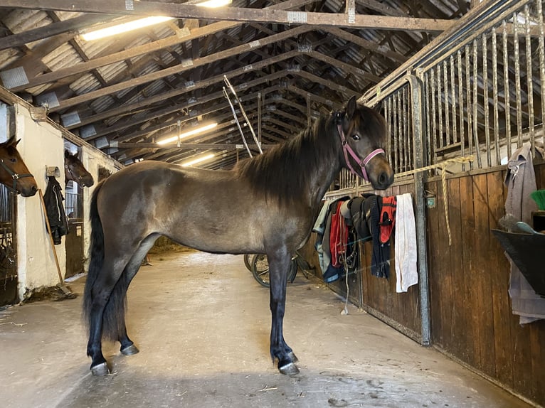Islandpferd Stute 2 Jahre 140 cm Dunkelbrauner in Harlev
