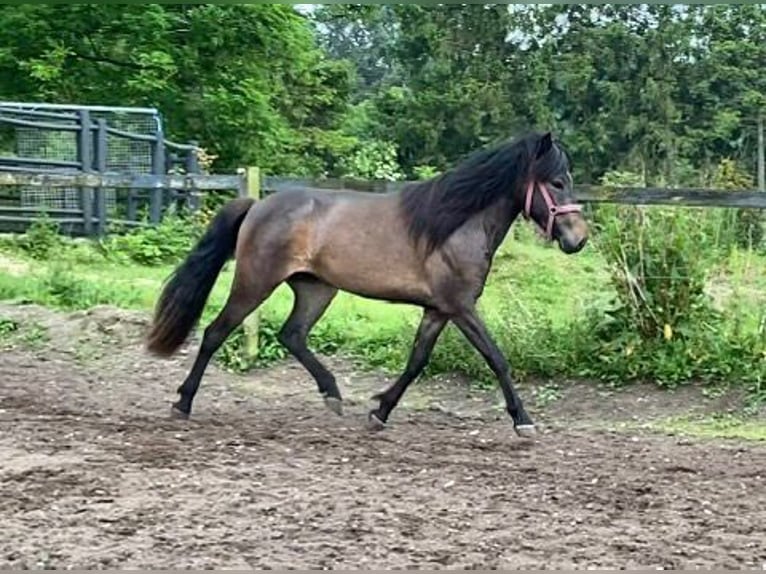 Islandpferd Stute 2 Jahre 140 cm Dunkelbrauner in Harlev