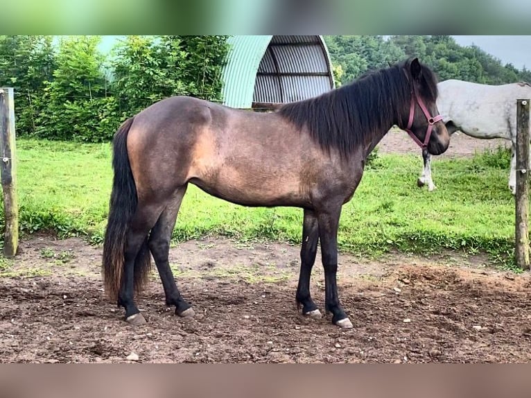Islandpferd Stute 2 Jahre 140 cm Dunkelbrauner in Harlev