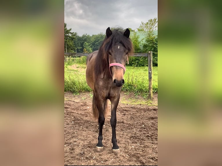 Islandpferd Stute 2 Jahre 140 cm Dunkelbrauner in Harlev