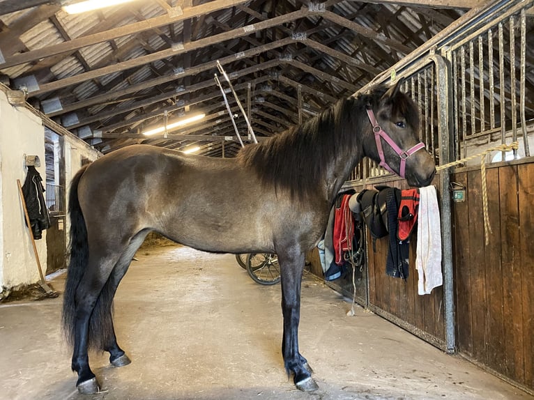 Islandpferd Stute 2 Jahre 140 cm Dunkelbrauner in Harlev