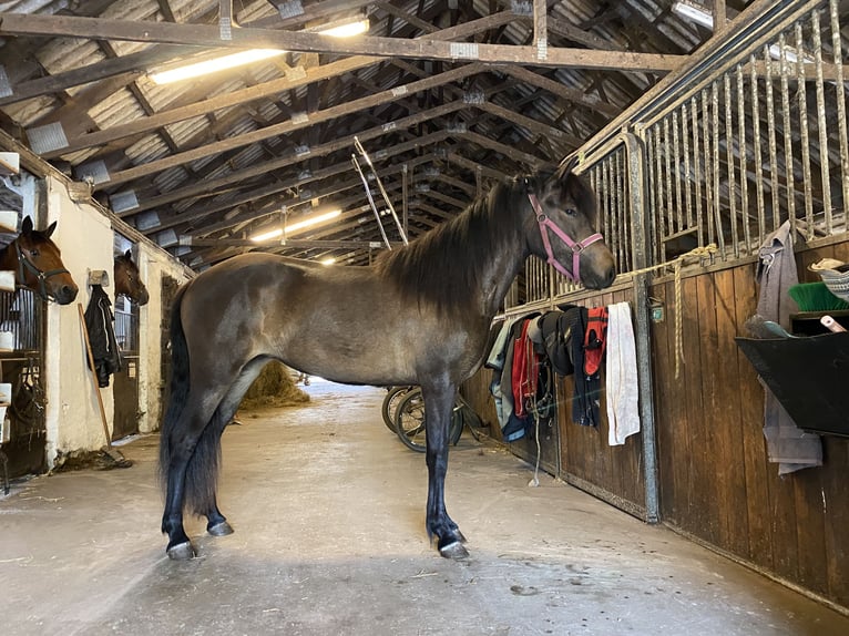 Islandpferd Stute 2 Jahre 140 cm Dunkelbrauner in Harlev